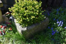 A VINTAGE SANDSTONE TROUGH with soil and planting width 58cm depth 46cm height 28cm ( this lot is