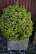 A PAIR OF WEATHERED COMPOSITE PLANTERS with soil and planting width 47cm depth 44cm height 36cm (