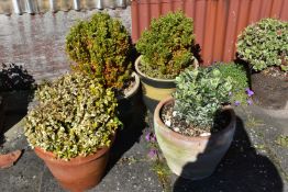 TWO TERRACOTTA AND TWO GLAZED PLANT POTS all roughly 40cm in diameter with soil and planting( this
