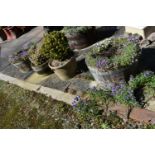 THREE MODERN OAK HALF BARREL PLANTERS with galvanized banding and a terracotta coloured planter with