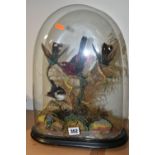 TAXIDERMY: A VICTORIAN GLASS DOME CONTAINING TWO HUMMING BIRDS AND TWO SMALL EXOTIC BIRDS, perched