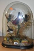 TAXIDERMY: A VICTORIAN GLASS DOME CONTAINING TWO HUMMING BIRDS AND TWO SMALL EXOTIC BIRDS, perched