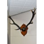 A WALL MOUNTED PAIR OF RED DEER ANTLERS, five pointed on an oak plaque (1) (Condition Report: appear