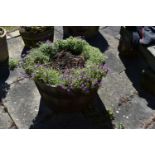 A VINTAGE OAK HALF BARREL PLANTER with iron banding strips diameter 65cm with soil and planting(