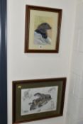 SUE WARNER (BRITISH CONTEMPORARY) A WATERCOLOUR / GOUACHE STUDY OF AN OTTER, signed bottom right,