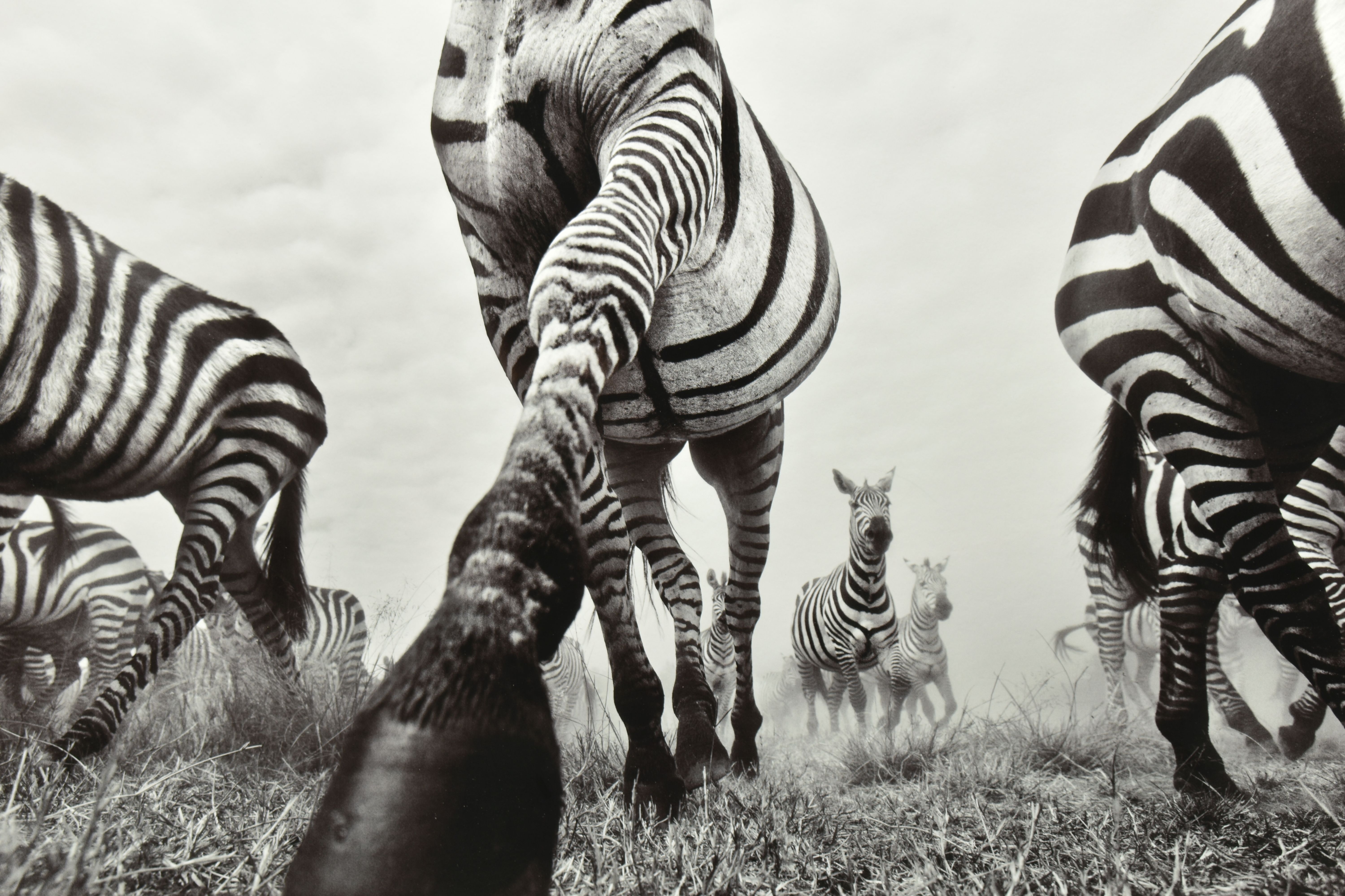 ANUP SHAH (KENYA CONTEMPORARY) 'ONWARD', a signed limited edition photographic print depicting a - Image 2 of 8