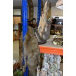 TAXIDERMY SQUIRREL AND FUR STOLE, comprising a taxidermy squirrel posed climbing a tree branch