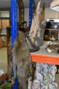 TAXIDERMY SQUIRREL AND FUR STOLE, comprising a taxidermy squirrel posed climbing a tree branch