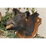 A LARGE TAXIDERMY WILD BOAR'S HEAD ON AN OAK PLAQUE, plaque height 68cm x 50cm (1) (Condition