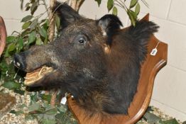 A LARGE TAXIDERMY WILD BOAR'S HEAD ON AN OAK PLAQUE, plaque height 68cm x 50cm (1) (Condition