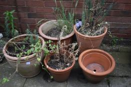 FIVE TERRACOTTA PLANT POTS, of various sizes