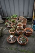 A SELECTION OF SMALL TERRACOTTA PLANT POTS, of various sizes (15+)