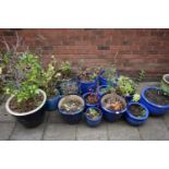 FIFTEEN VARIOUS BLUE GLAZED GARDEN PLANTERS, of various sizes, all with contents