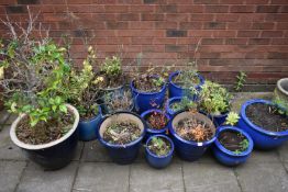 FIFTEEN VARIOUS BLUE GLAZED GARDEN PLANTERS, of various sizes, all with contents