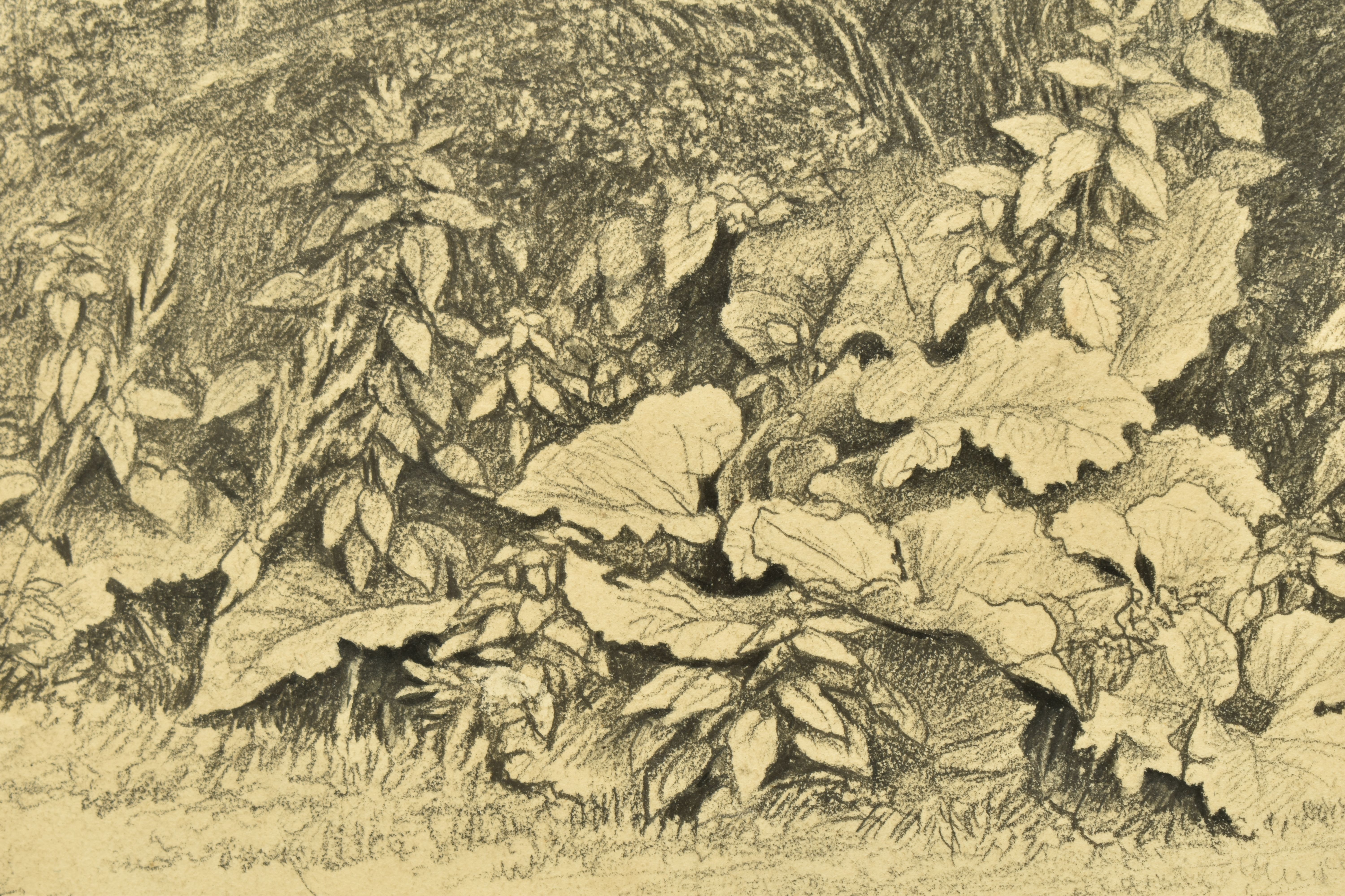 CIRCLE OF JOHN GLOVER (1767-1849) A STUDY OF WILD FOLIAGE, unsigned pencil on paper, approximate - Image 5 of 7