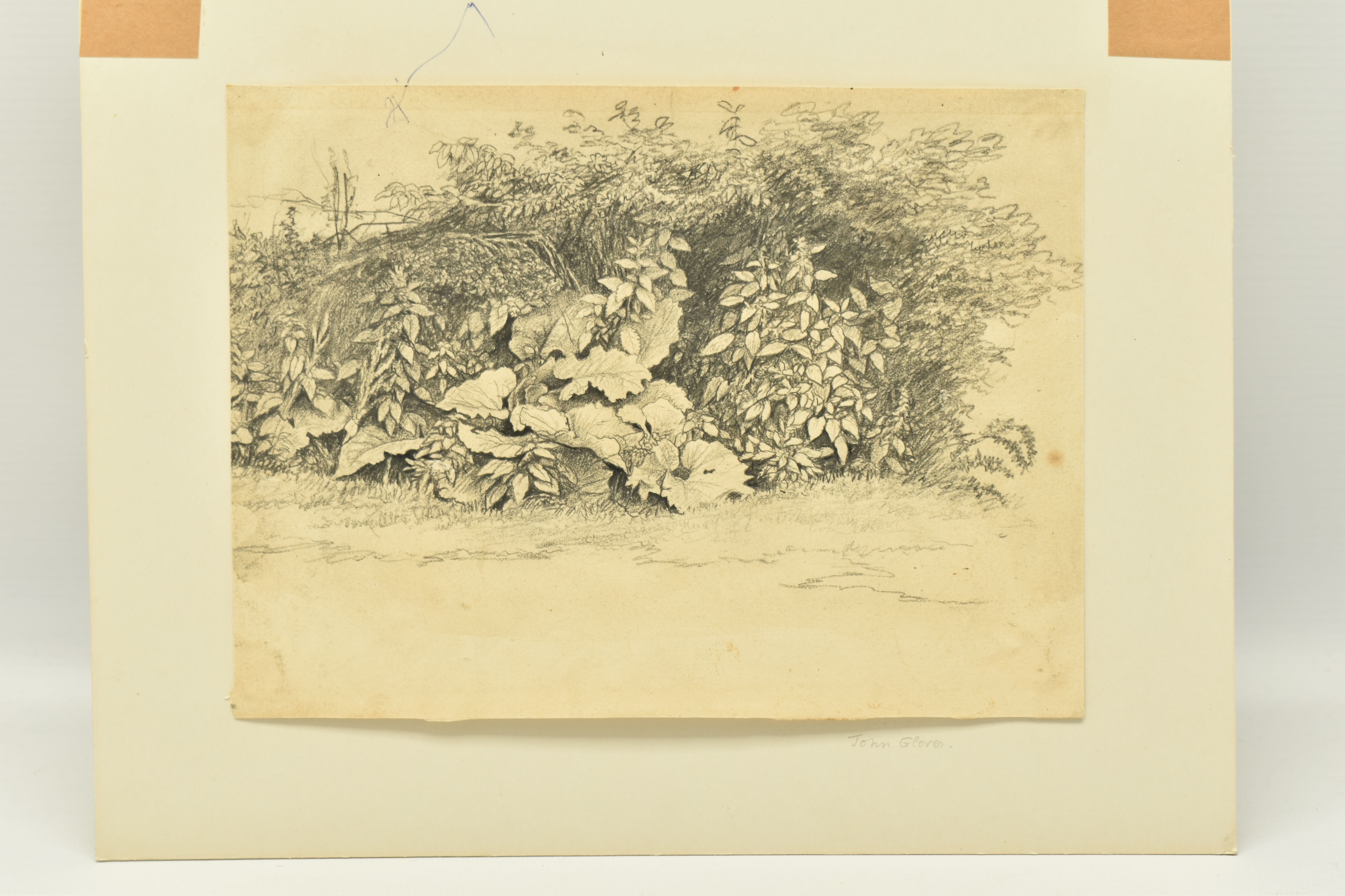 CIRCLE OF JOHN GLOVER (1767-1849) A STUDY OF WILD FOLIAGE, unsigned pencil on paper, approximate - Image 3 of 7