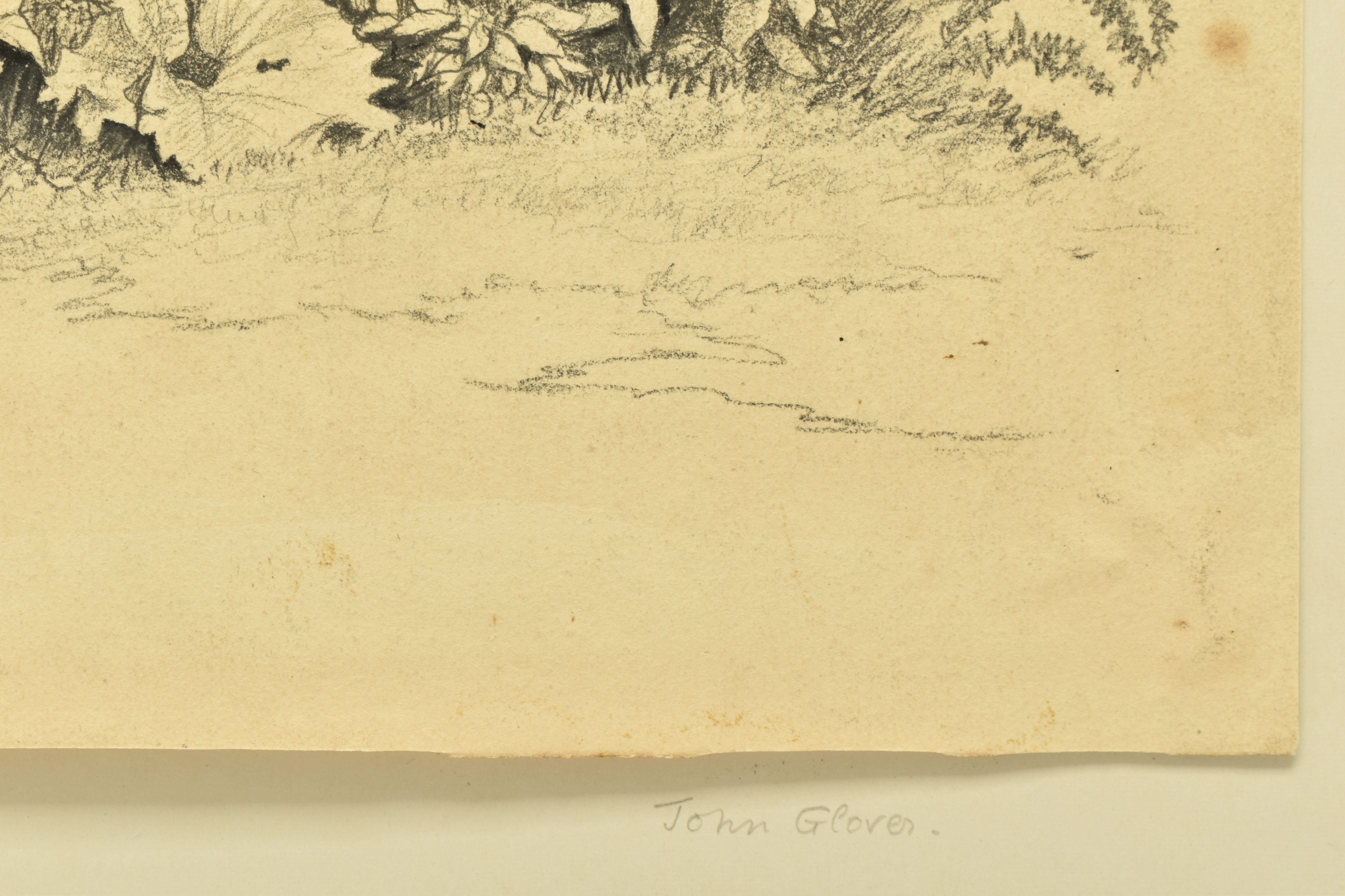 CIRCLE OF JOHN GLOVER (1767-1849) A STUDY OF WILD FOLIAGE, unsigned pencil on paper, approximate - Image 4 of 7