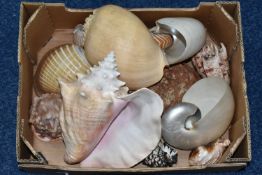 A BOX OF THIRTEEN ASSORTED SEASHELLS, including two Nautilus shells, an Abalone shell, width 20.5cm,