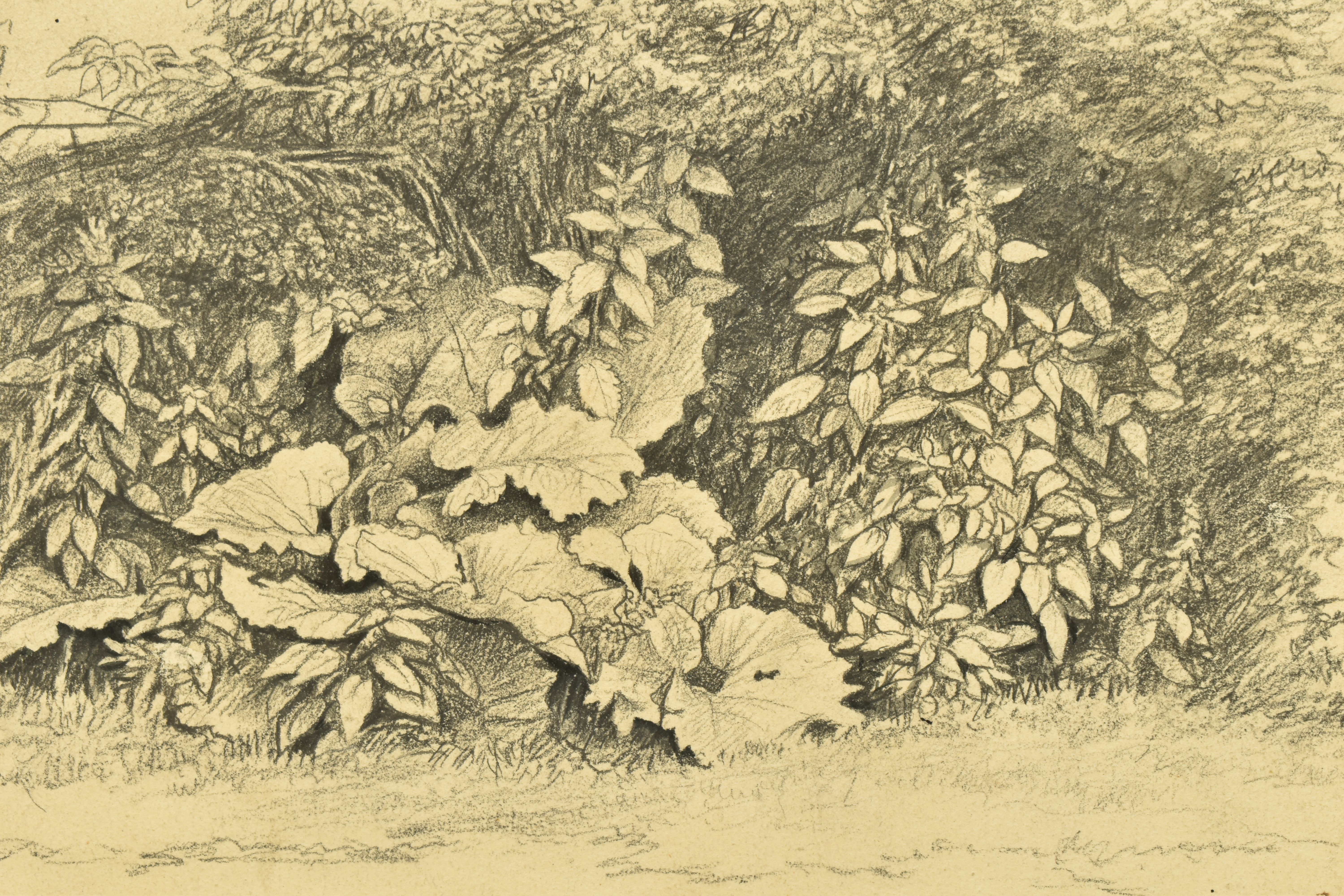 CIRCLE OF JOHN GLOVER (1767-1849) A STUDY OF WILD FOLIAGE, unsigned pencil on paper, approximate - Image 2 of 7