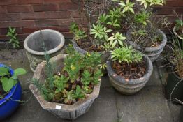 FIVE VARIOUS WEATHERED COMPOSITE GARDEN PLANTERS, of various styles