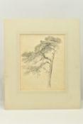 CIRCLE OF SAMUEL PROUT (1783-1852) 'SCOTCH FIR', a study of a tree, unsigned, pencil on paper,