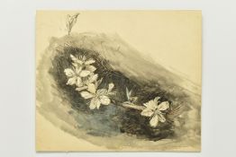 CIRCLE OF JOHN RUSKIN (1819-1900) 'ALMOND BLOSSOM', a botanical study, unsigned, ink and watercolour