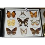 ENTOMOLOGY, a framed Entomology collection of nine Butterflies, the Tawny Rajah, Green Dragontail,