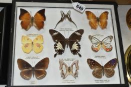 ENTOMOLOGY, a framed Entomology collection of nine Butterflies, the Tawny Rajah, Green Dragontail,