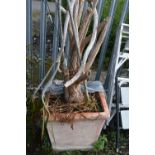 A LARGE SQUARE TERRACOTTA PLANTER, 50cm cubed, along with a tree (condition - fading and chips to