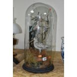 TAXIDERMY: A VICTORIAN GLASS DOME CONTAINING THREE BIRDS, comprising a Kingfisher, Wren and Snipe