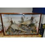 TAXIDERMY: A VICTORIAN GLAZED CASE CONTAINING TWO COCK PHEASANTS, set amongst a moorland scene,