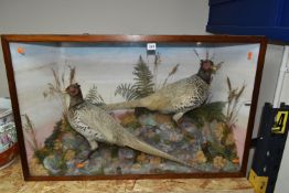 TAXIDERMY: A VICTORIAN GLAZED CASE CONTAINING TWO COCK PHEASANTS, set amongst a moorland scene,