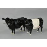 TWO BESWICK FIGURES OF CATTLE, comprising a Belted Galloway Cow model no 4113A, and a Black Galloway