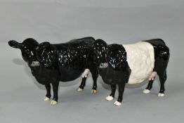 TWO BESWICK FIGURES OF CATTLE, comprising a Belted Galloway Cow model no 4113A, and a Black Galloway