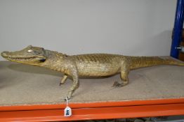 TAXIDERMY, Cayman, length 95cm, glass eyes (1) (Condition report: damaged toes and claws on both