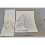 CIRCLE OF ALEXANDER MONROE (1802-1844) THREE SKETCHES, comprising a pencil study of a Beech tree