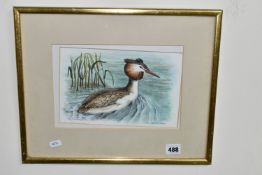 RALPH WATERHOUSE (1943-) 'GREAT CRESTED GREBE', a study of a bird on the water, signed bottom