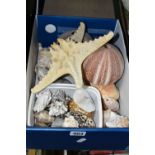 ONE BOX OF SEA SHELLS, to include a large starfish, two sea urchins and a quantity of shells (1