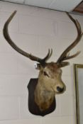 A TAXIDERMY TROPHY STAG'S HEAD, with nine point antlers, raised on an oak plinth mount, approx.