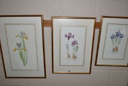 ALISTER MATHEWS (1939-) FOUR BOTANICAL STUDIES OF IRISES, signed in pencil lower right, one dated