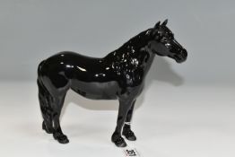 A BESWICK BLACK GLOSS MODEL OF A FELL PONY, model no. 1647, printed marks to underside of hooves (