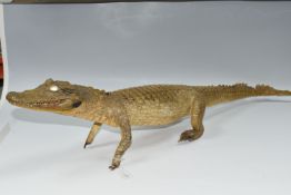 TAXIDERMY, Cayman, length 95cm, glass eyes (1) (Condition report: damaged toes and claws on both