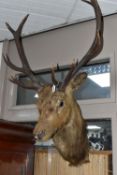 TAXIDERMY, stag trophy, head and neck mount with twelve point antlers, height 106cm (1) (Condition