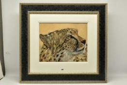 VALERIE SIMS (BRITISH 1965) 'GLOW', a portrait study of the head of a Cheetah, signed bottom