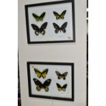 ENTOMOLOGY, two framed Entomology collections of eight Butterflies, comprising Cape York Birdwing,
