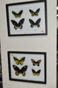 ENTOMOLOGY, two framed Entomology collections of eight Butterflies, comprising Cape York Birdwing,