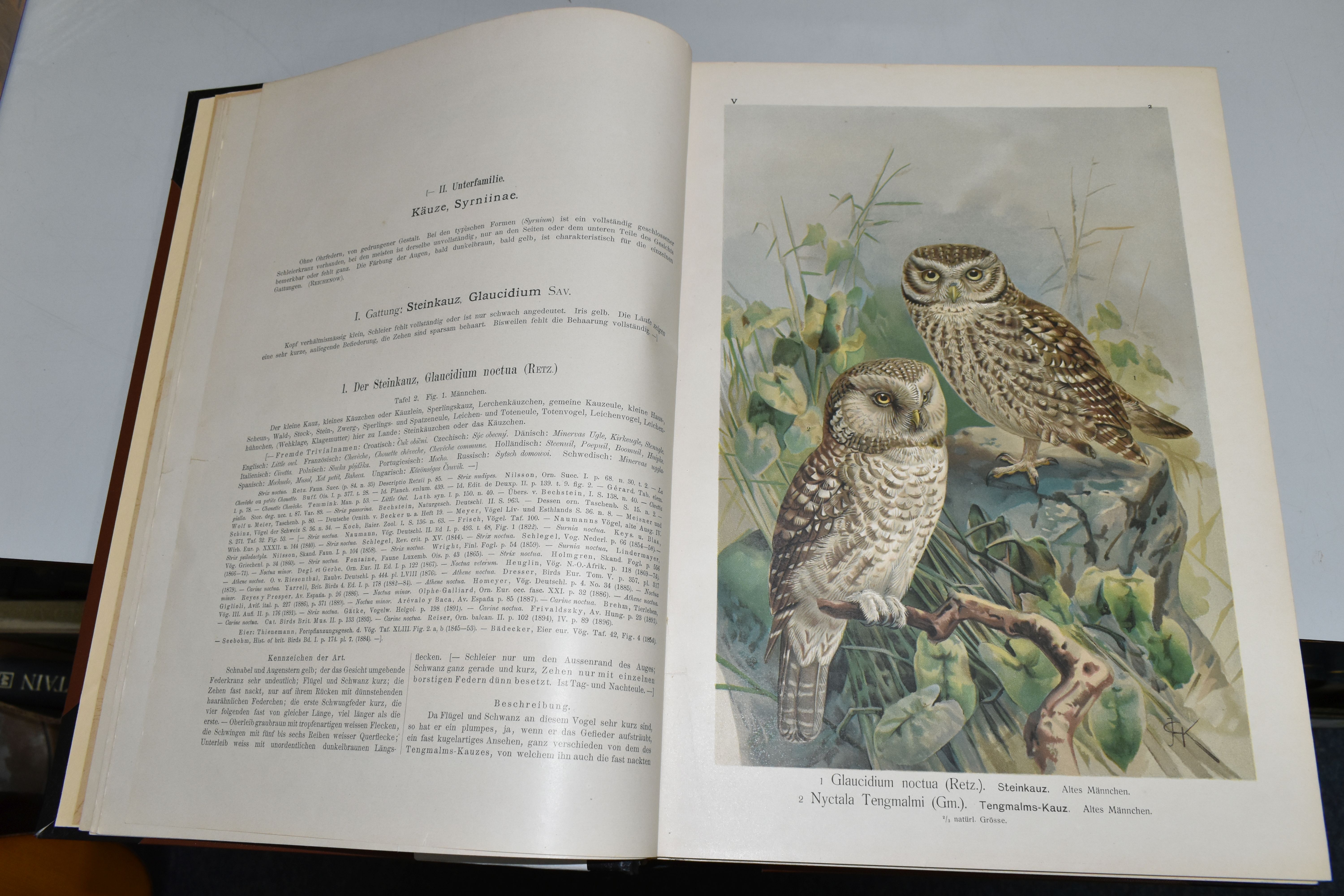 NAUMANN; J, Naturgeschichte der Vogel Mitteluropas, Band V (Raubvogel) 1898-99 Folio, i-iv, 334pp, - Image 4 of 8