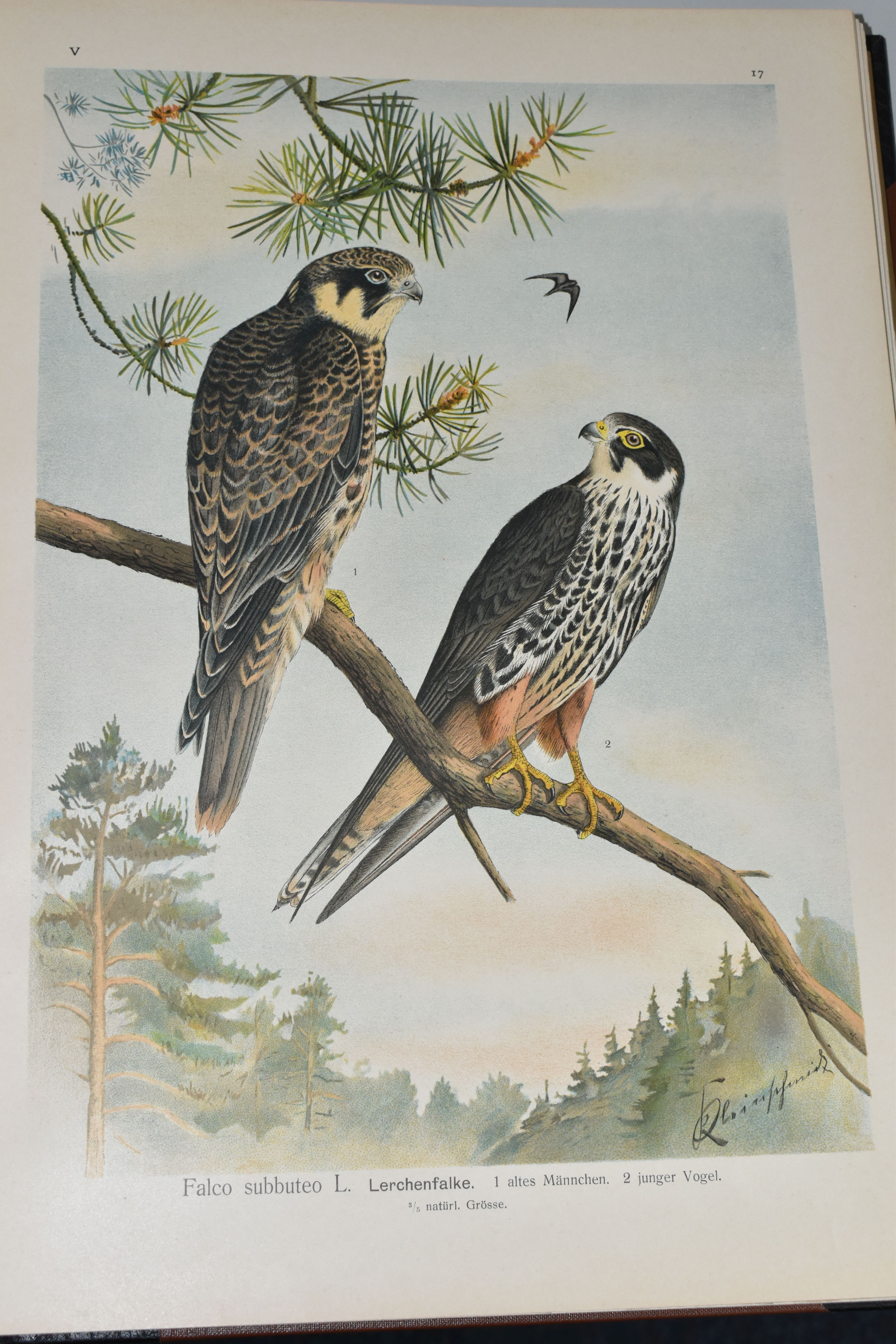 NAUMANN; J, Naturgeschichte der Vogel Mitteluropas, Band V (Raubvogel) 1898-99 Folio, i-iv, 334pp, - Image 6 of 8