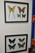 ENTOMOLOGY, two framed Entomology collections of nine Butterflies, comprising Argema Mittrei,