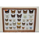 ENTYMOLOGY, a cased collection of thirty-one British Butterflies, case dimensions 40cm x 30cm (1)